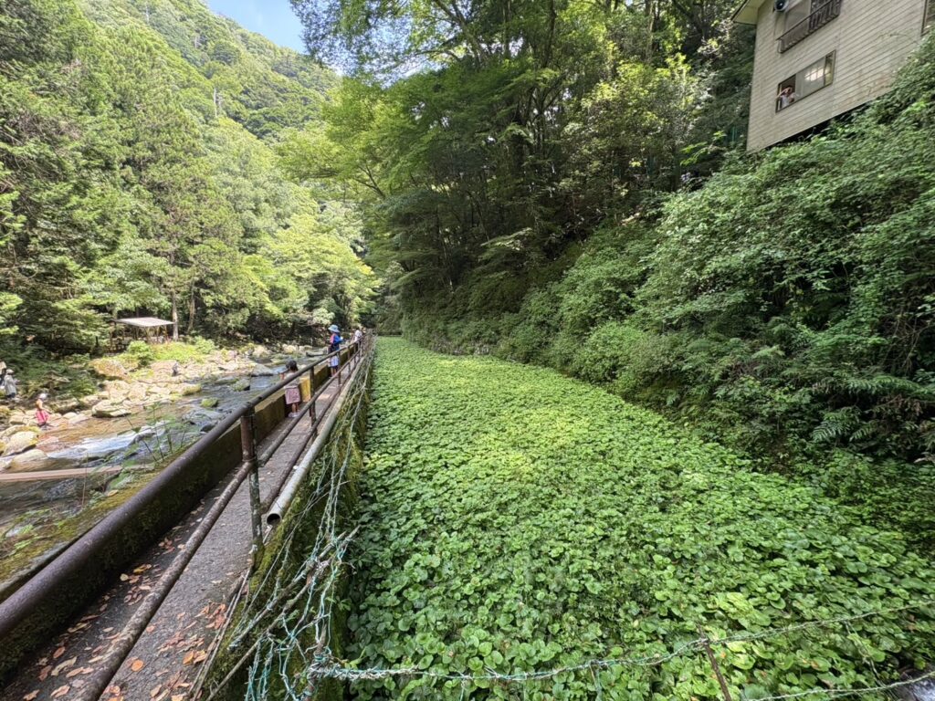 青々しい山葵沢