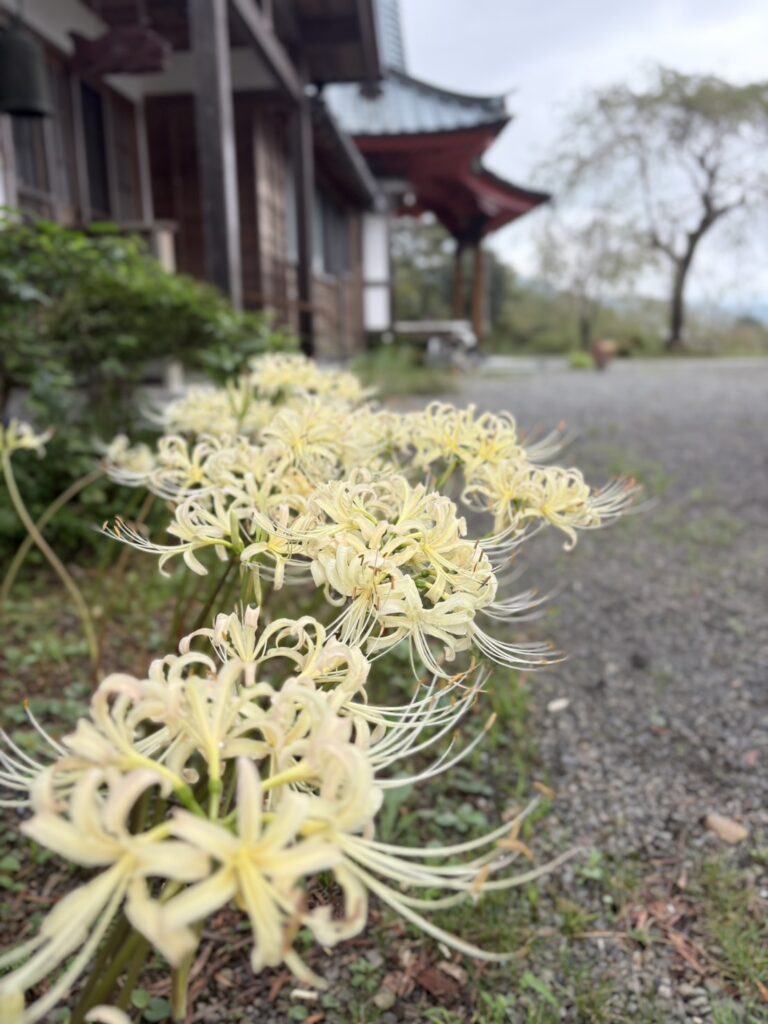 興徳寺の白いリコリス
