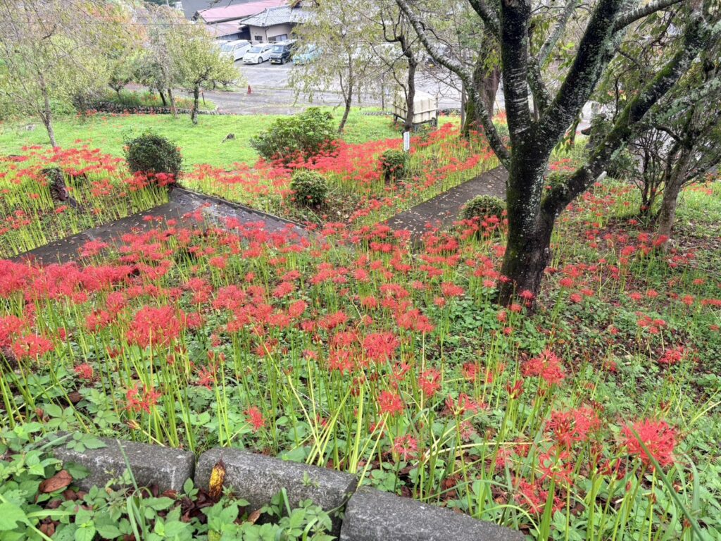 つぼみが多く、これからの開花が楽しみ