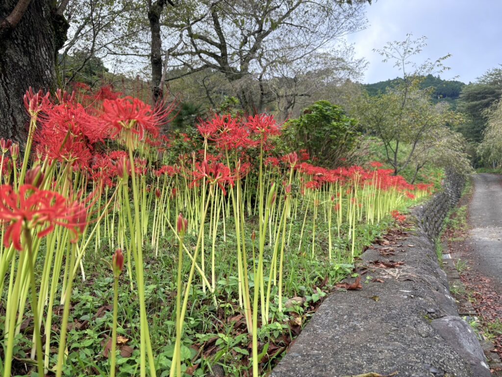 境内に咲き始めた彼岸花（2025年9月21日撮影）