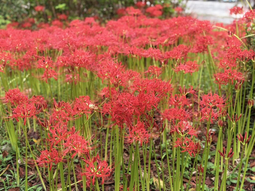 興徳寺真っ赤な彼岸花