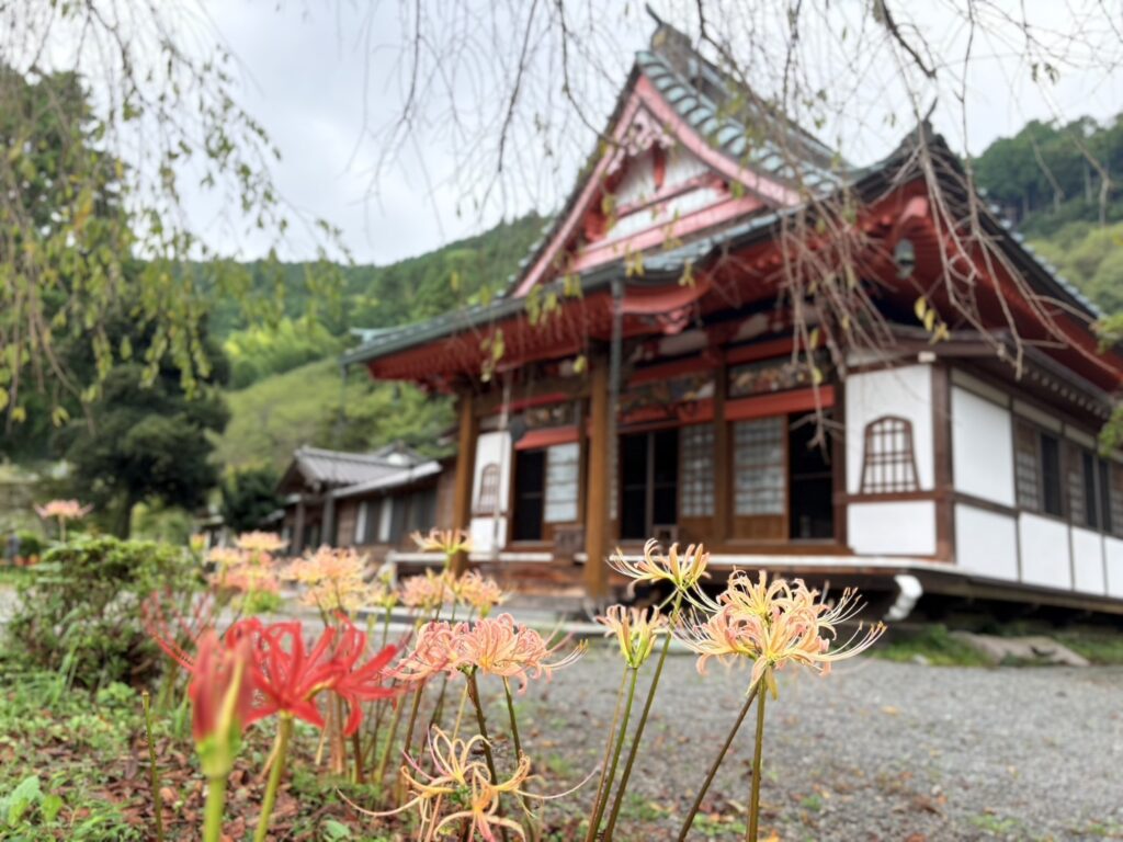 興徳寺本堂前に咲き始めた彼岸花