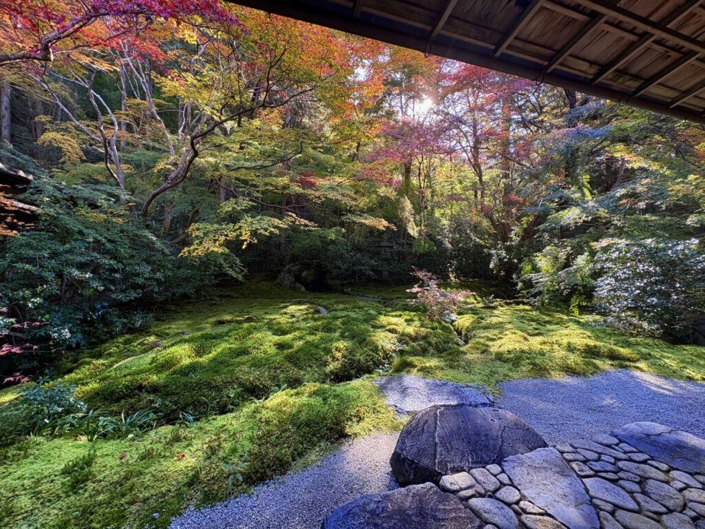 瑠璃光院の庭園。苔と紅葉の美しいコントラスト。