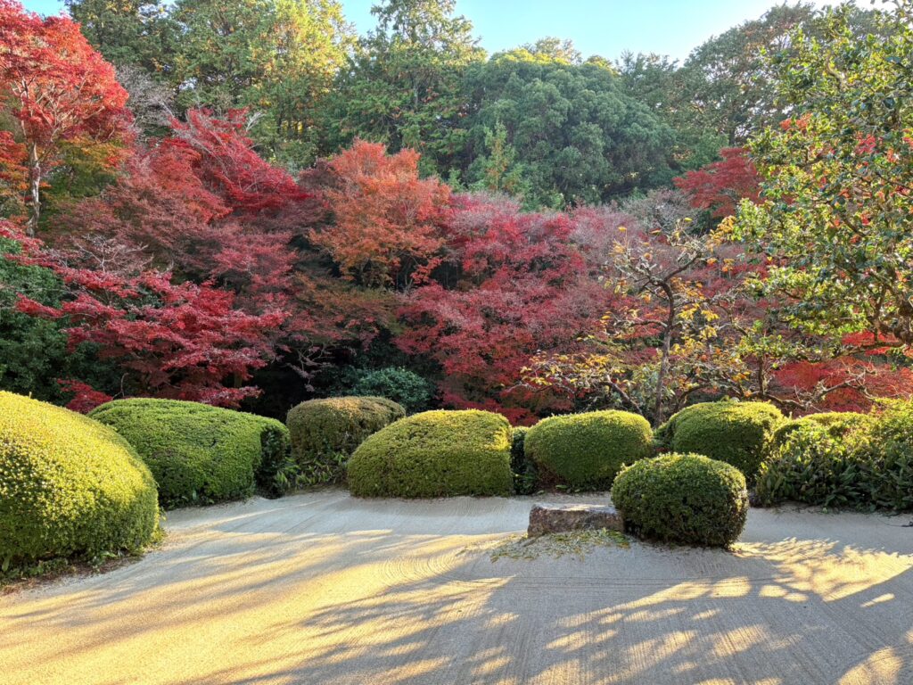 詩仙堂の鮮やかな紅葉が調和した庭園。