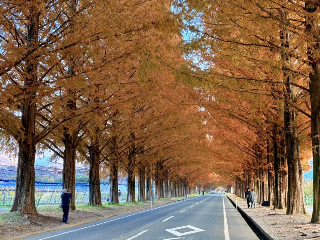 滋賀・高島市のメタセコイア並木。秋には赤やオレンジに染まる並木道が約2,4キロ続き、紅葉トンネルに。
