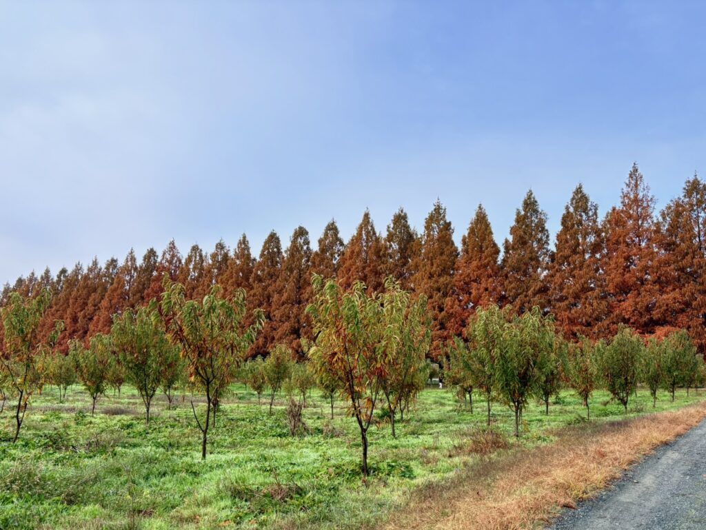 ドライブや散策にぴったりに滋賀・マキノのメタセコイア並木。