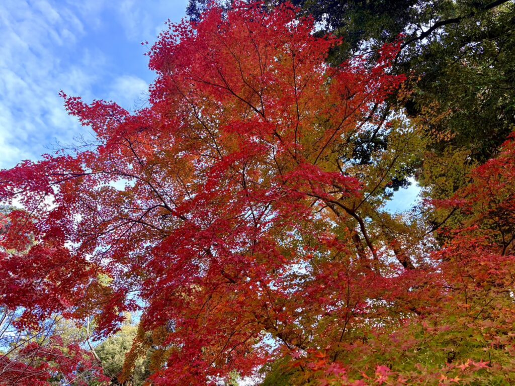三井寺の紅葉。真っ赤に染まった紅葉が美しい。
