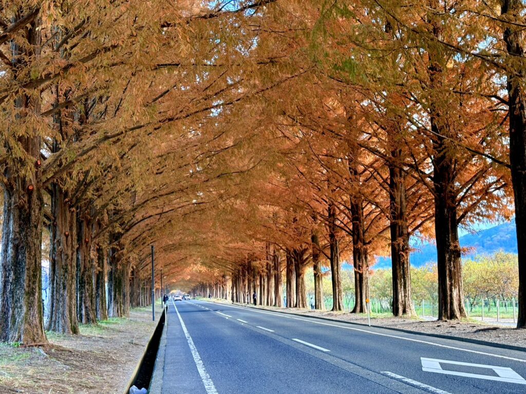 紅葉シーズンのメタセコイア並木。晴れた日には、木々の色が光に透けて、一段と鮮やかに。