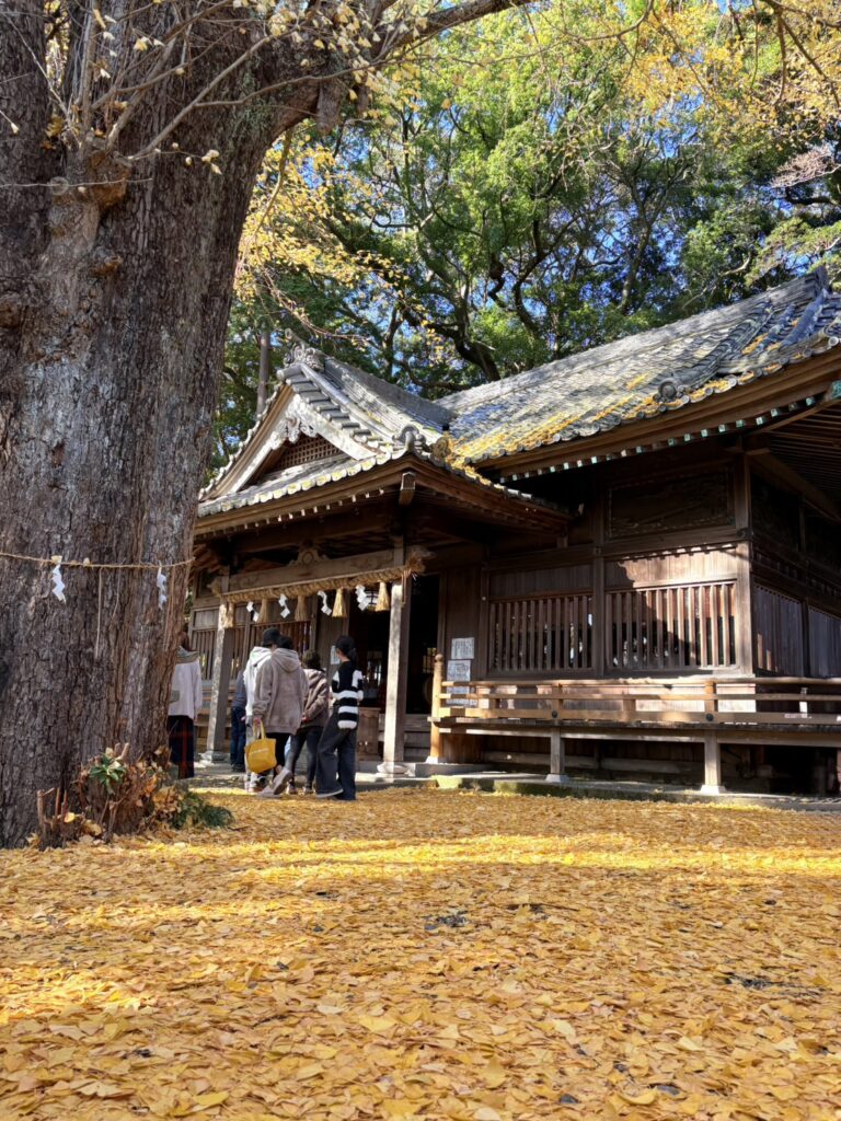 事任八幡宮の境内は秋になるとイチョウの絨毯が広がります。
