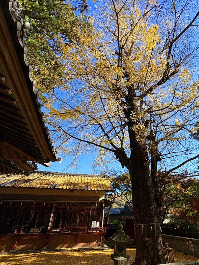 事任八幡宮の大きなイチョウの木と地面に積もった黄金色の葉っぱ。