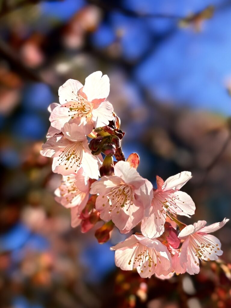 咲き始めの寒桜。