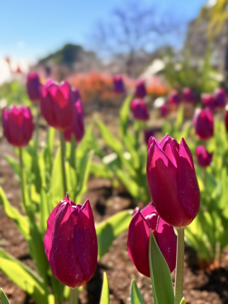 紫色のアイスチューリップ