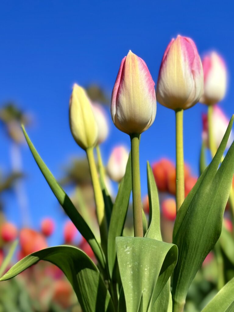 白とピンクのアイスチューリップ。