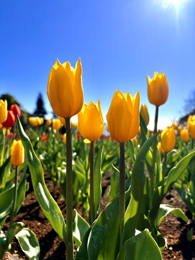 黄色のアイスチューリップ