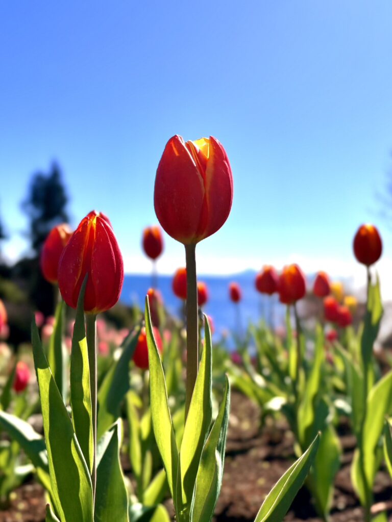 赤いアイスチューリップ