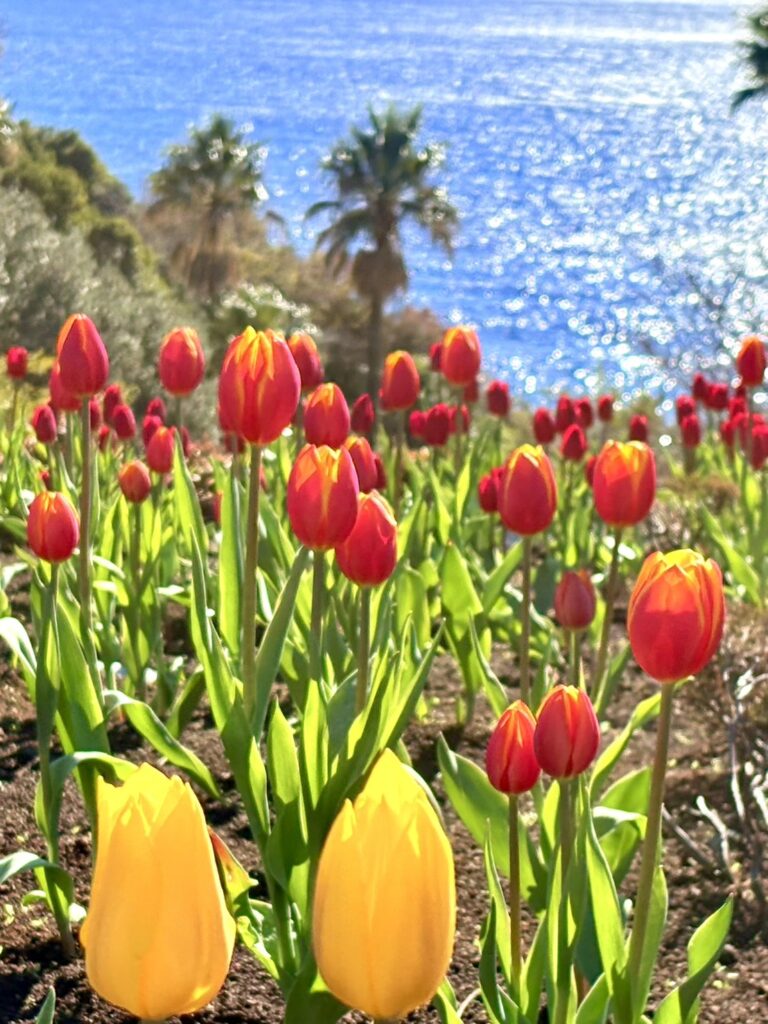 キラキラ光る海と元気に咲くチューリップ。