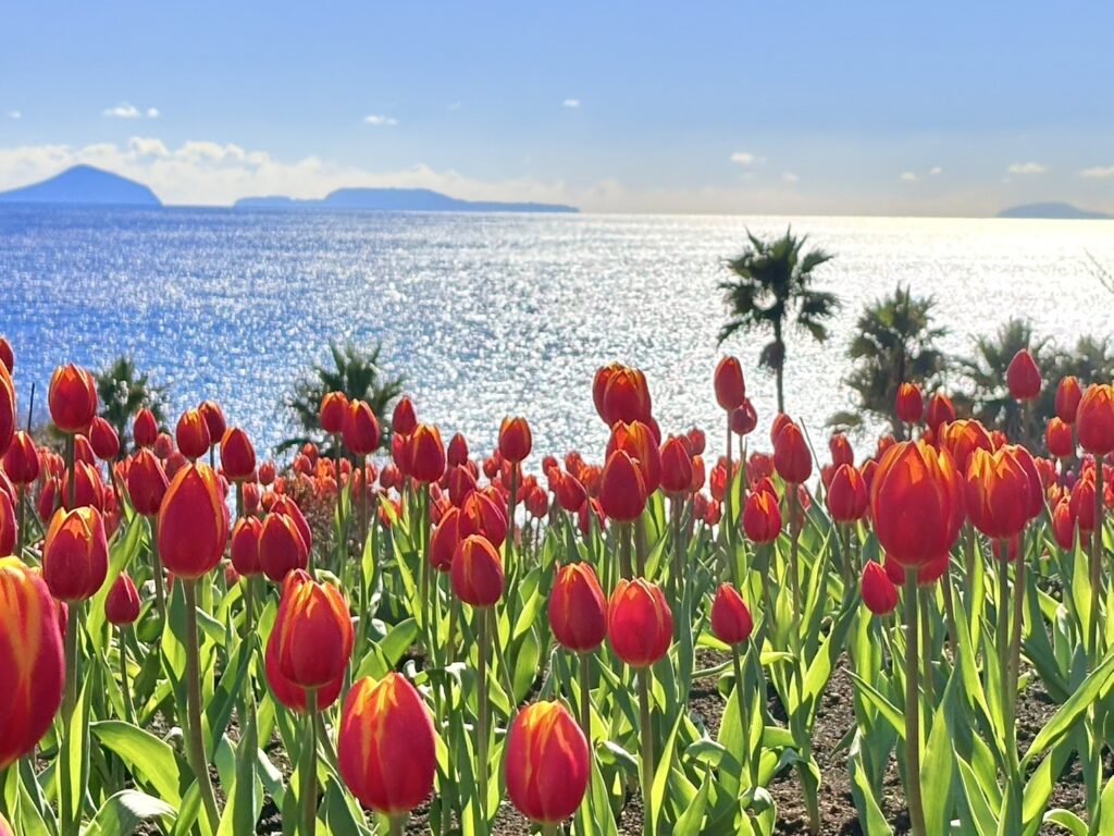 青い海を背に咲く赤いアイスチューリップ。