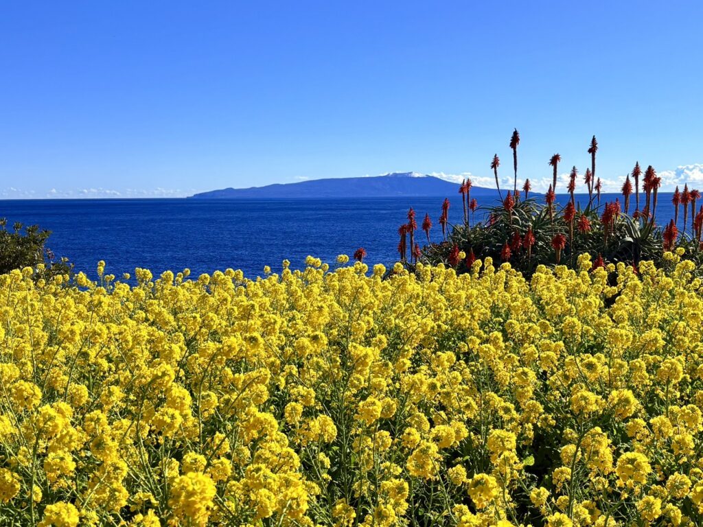 青い海と空、菜の花、アロエの赤い花が咲く風景。