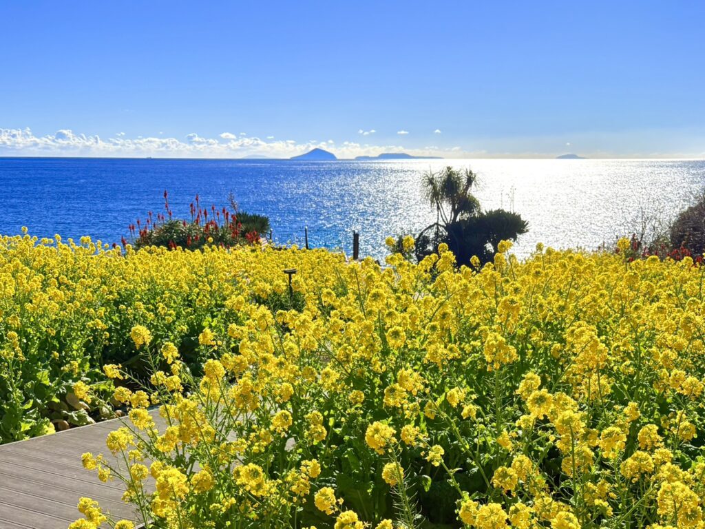 青い海を背に咲く黄色の菜の花。