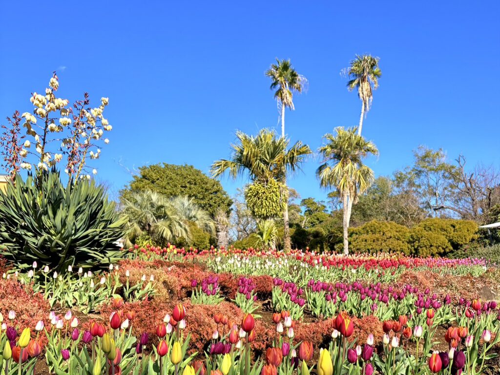 彩り豊かな花が咲く園内の風景。