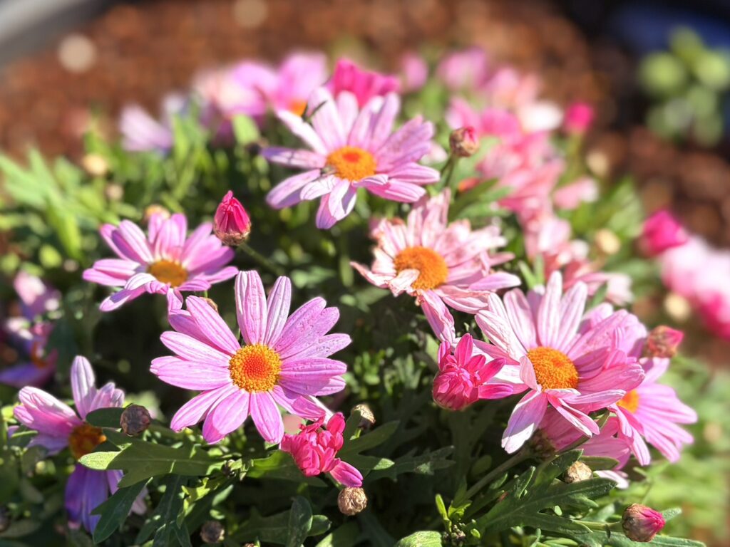 ピンクのマーガレット。