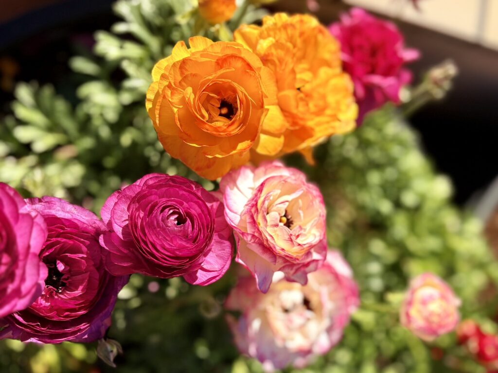 ラナンキュラス。