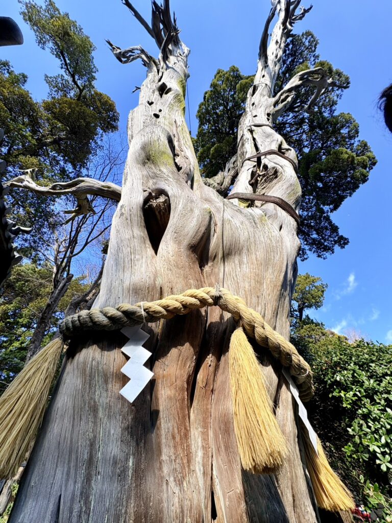白濱神社の境内に立つ御神木「薬師の柏槇やくしのびゃくしん)」は、樹齢二千年ともいわれる歴史ある大木