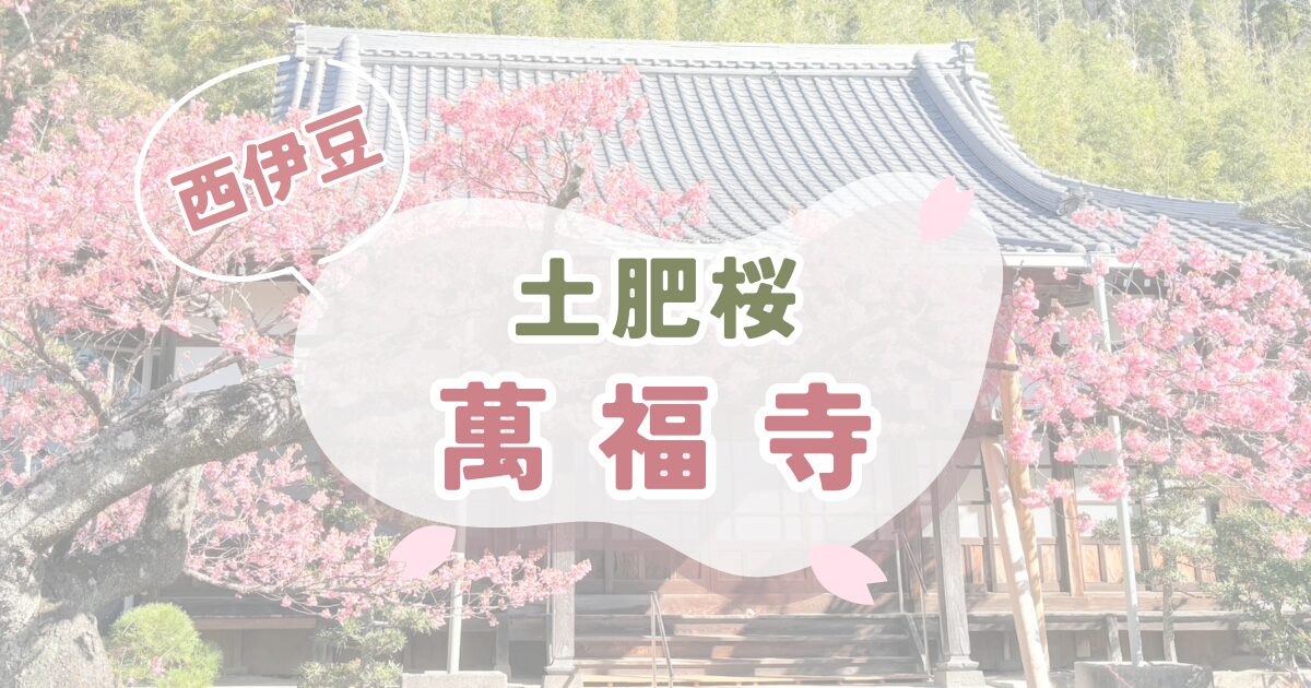 西伊豆、萬福寺の土肥桜が見頃