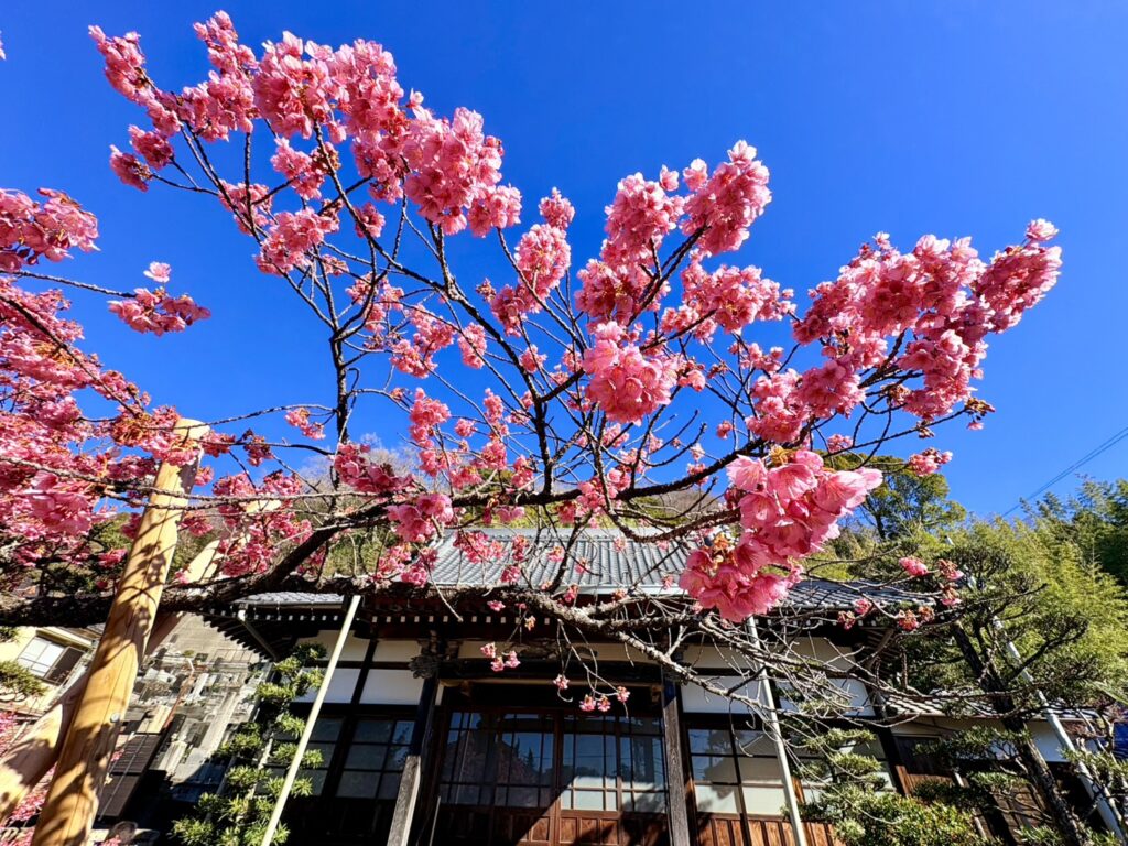 下向きに咲く釣り鐘状の花が特徴的な土肥桜（萬福寺）
