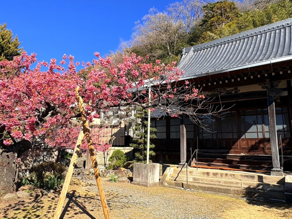 静かな境内で楽しむ、萬福寺の土肥桜のお花見。