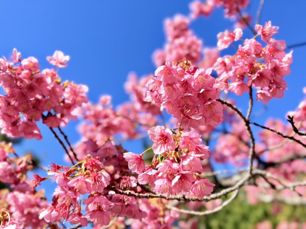 濃いピンク色が印象的な、萬福寺の土肥桜。