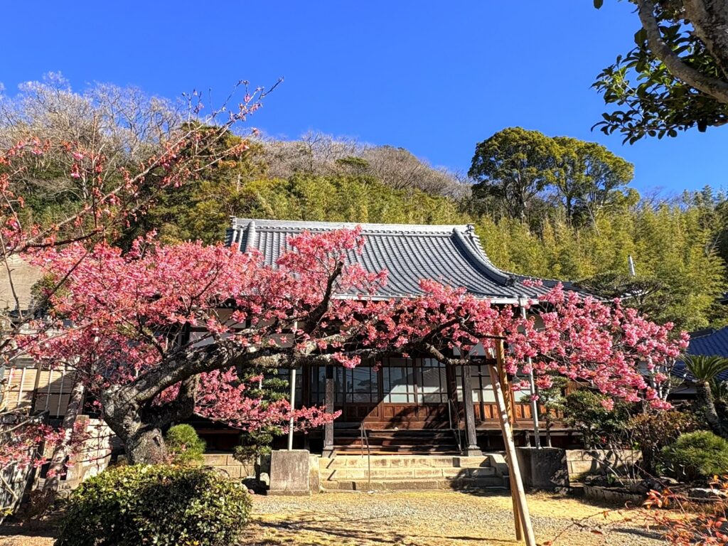 土肥温泉街にある萬福寺は、土肥桜の名所のひとつ。