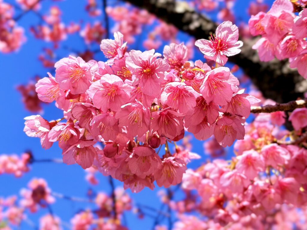 濃いピンク色が印象的で力強さも感じる、萬福寺の土肥桜