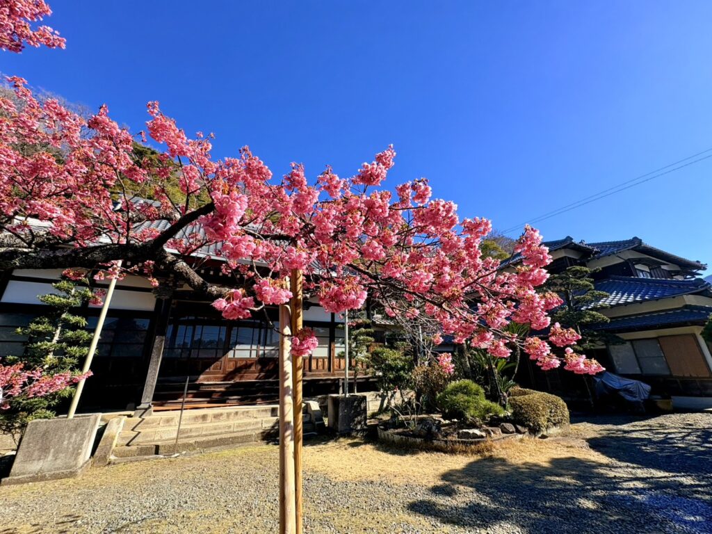 西伊豆・萬福寺の境内で咲く、日本一早咲きの土肥桜