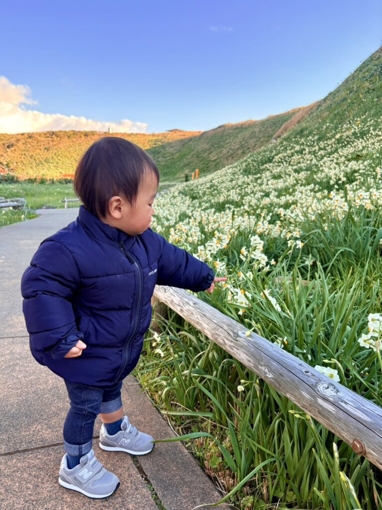 水仙の花を愛でる幼児。