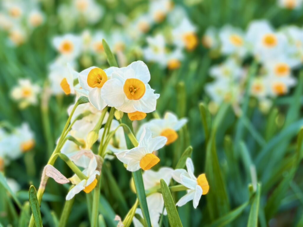 下田水仙まつりに咲く白い水仙の群生。