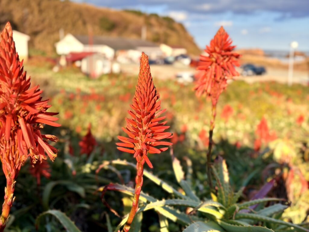 とんがり帽子のような赤いアロエの花。