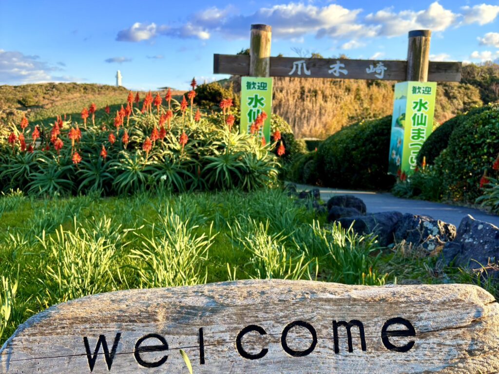 爪木崎水仙まつりの入口付近にも、アロエの赤い花が咲いています。