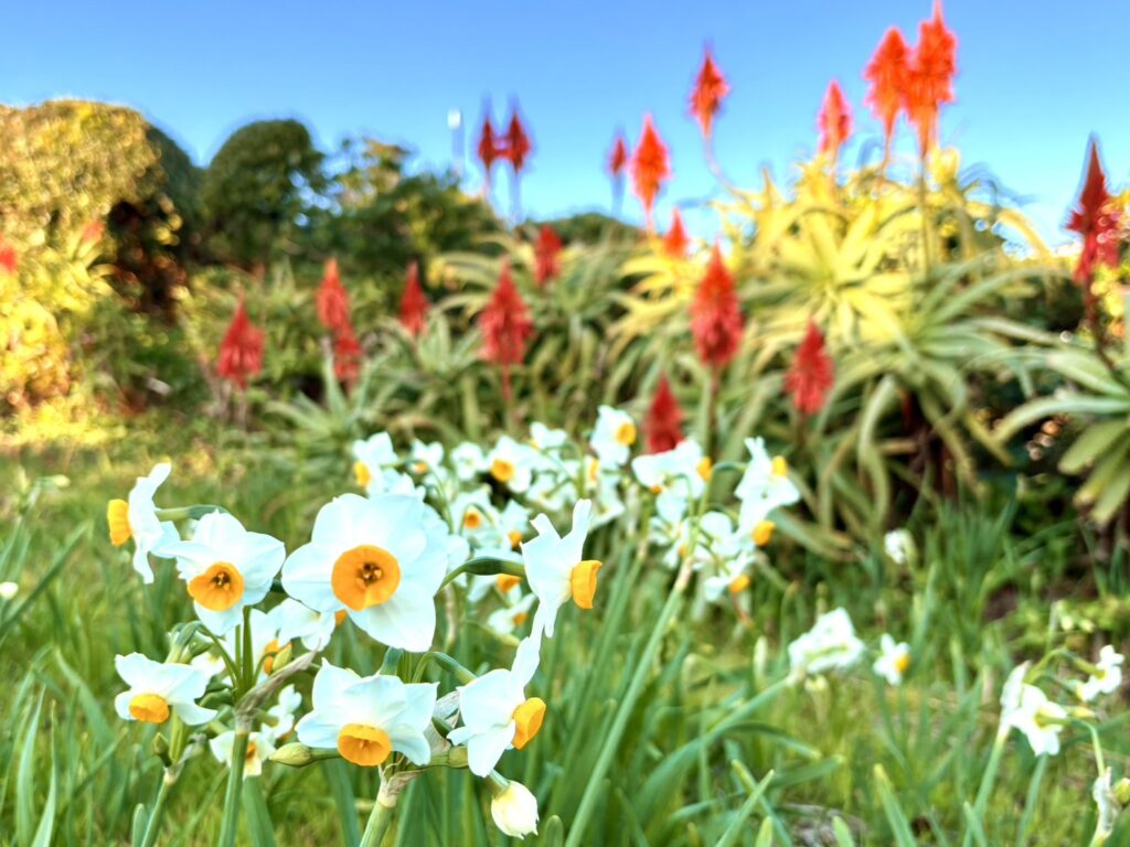 青空に白い水仙と赤いアロエのコントラストが美しい。