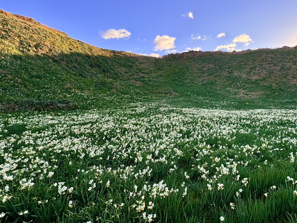 静岡県下田市・爪木崎の水仙まつり開花状況。