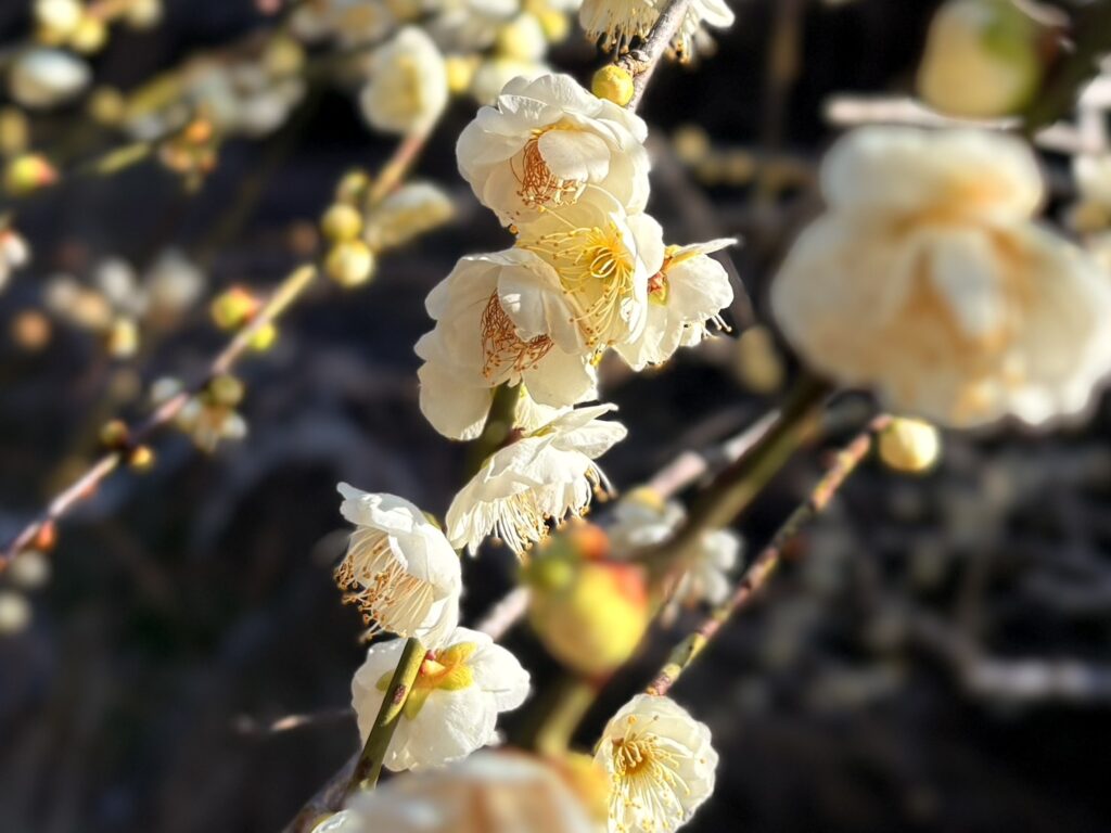 龍尾神社花庭園の白のしだれ梅。