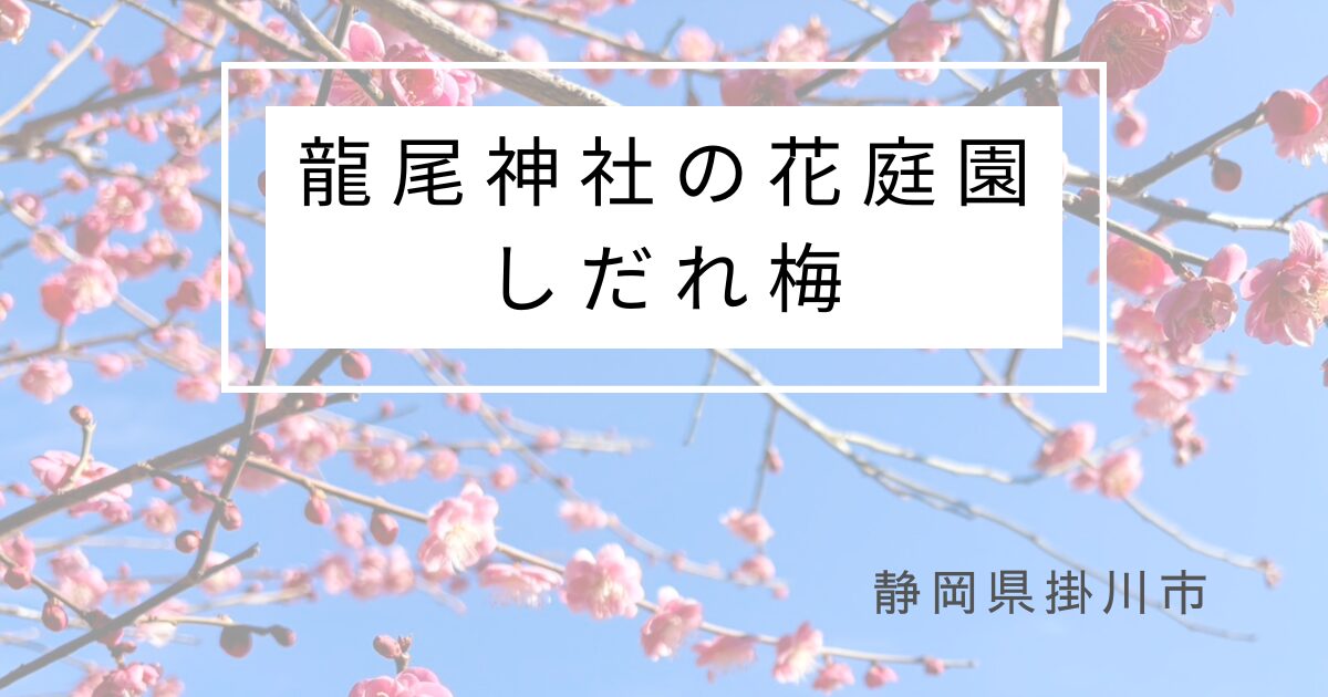 静岡県掛川市にある龍尾神社の花庭園。早春の枝垂れ桜まつり。