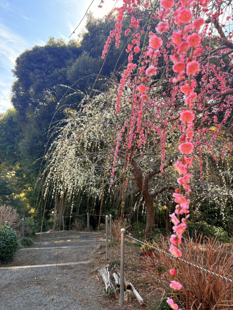 掛川市龍尾神社の花庭園散策路に咲くしだれ梅。