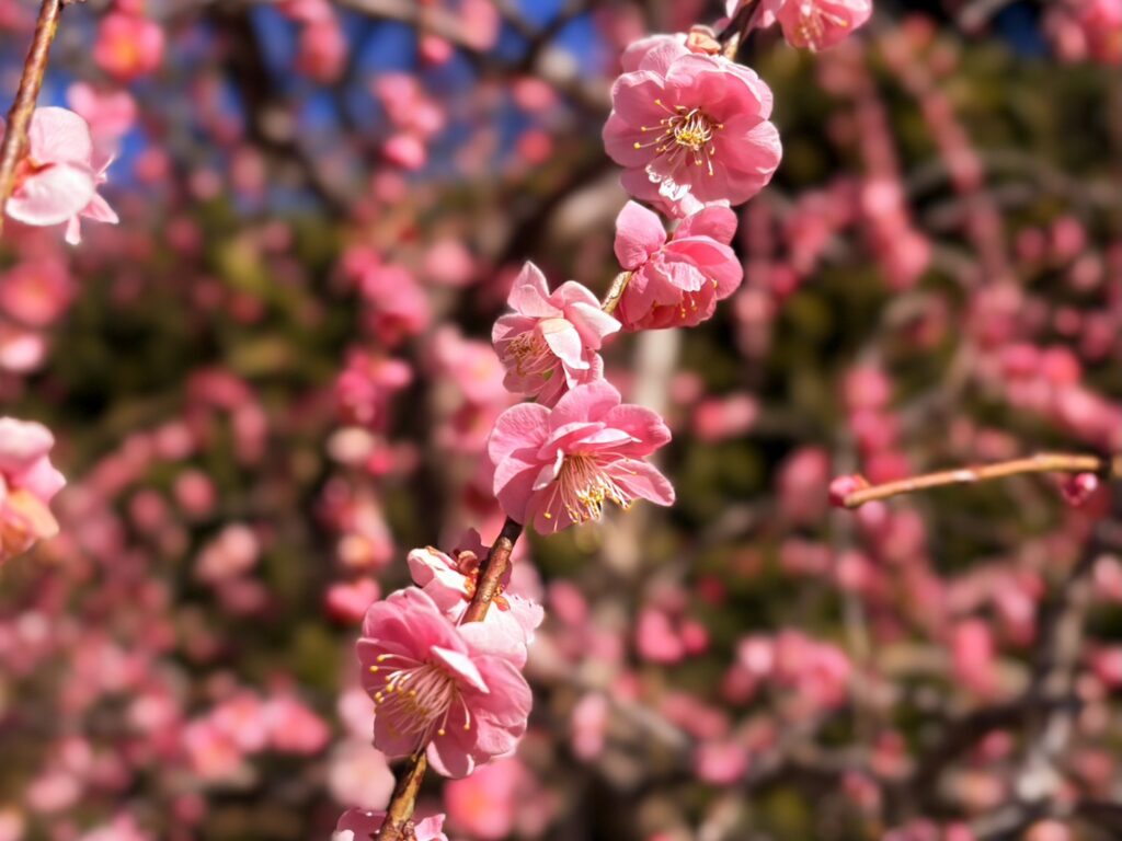 龍尾神社花庭園の紅のしだれ梅