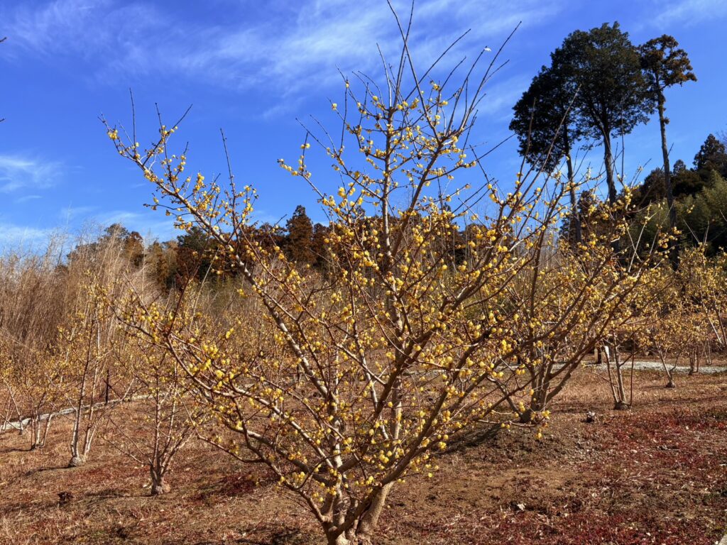 掛川市初馬ロウバイの里の遊歩道