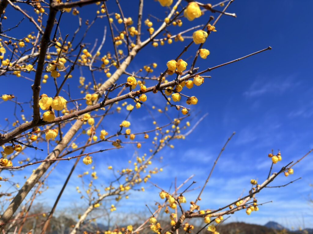 甘い香りが漂うロウバイの花。