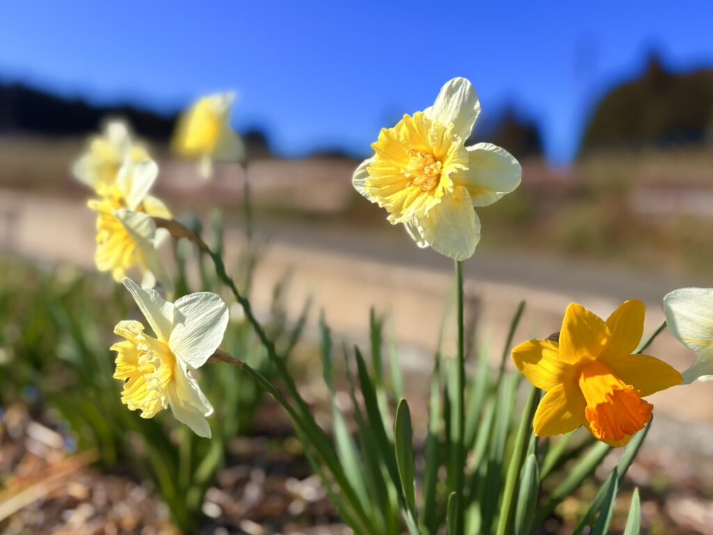 園内で咲くラッパ水仙