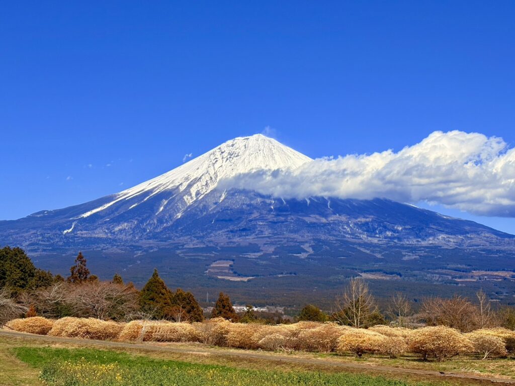 ミツマタが咲く春の白糸自然公園