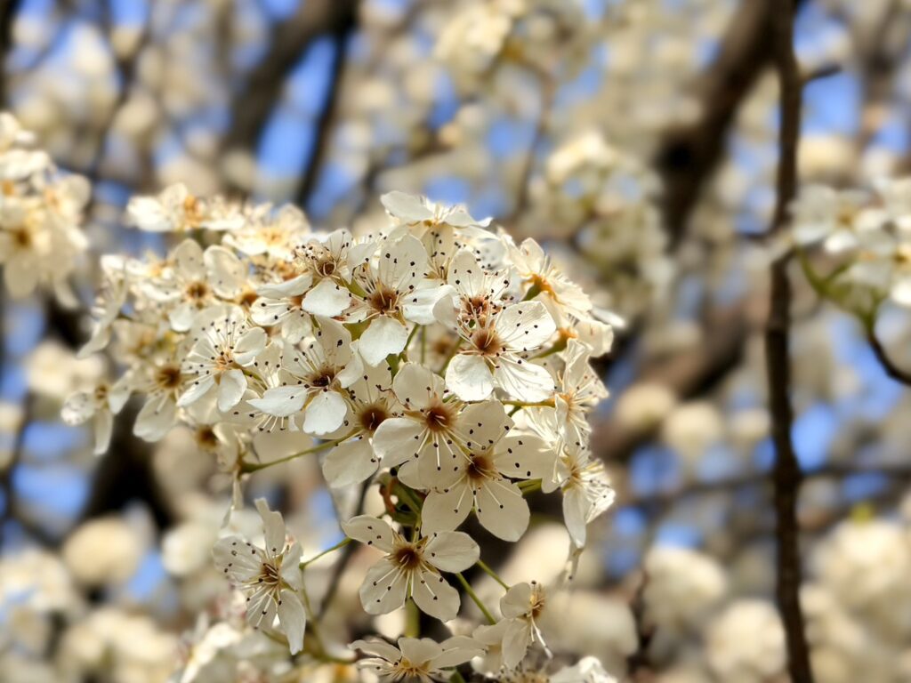 満開のマメナシの白い花。小花がいっぱいで上品さもあります。