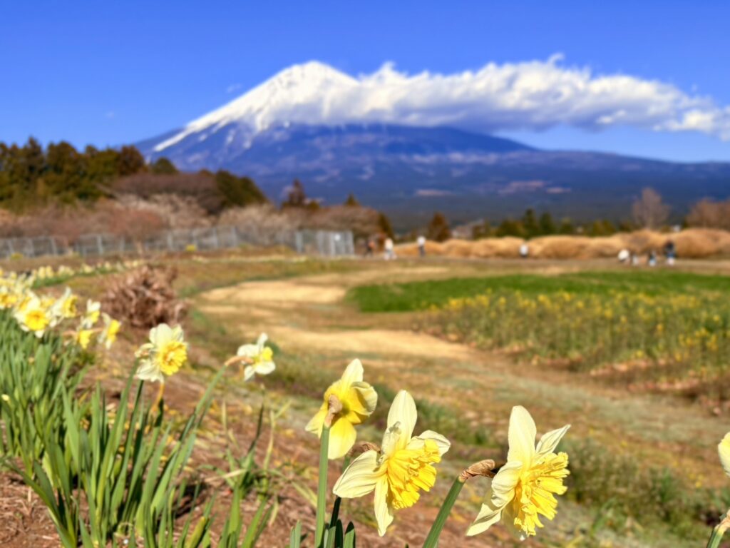 園内で咲くラッパ水仙のむこうに富士山